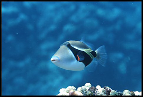 Hawaii State Fish on Triggerfish  Rhinecanthus Rectangulus Is The State Fish Of Hawaii